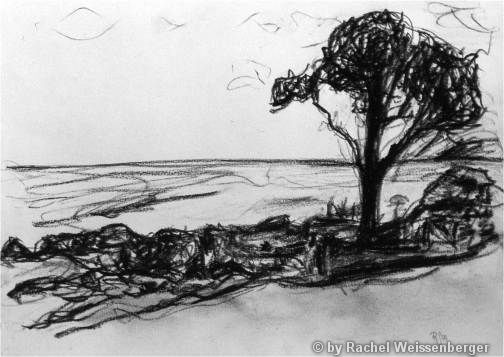 Tree, Isle of Arran, Carbon pencils on paper,