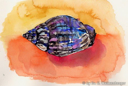 Shell, Watercolour on paper,