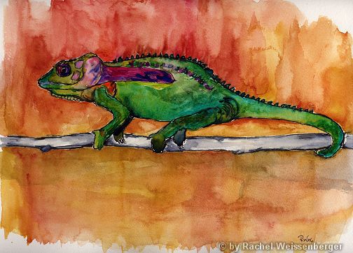 Chameleon, Watercolour with ink on paper,
