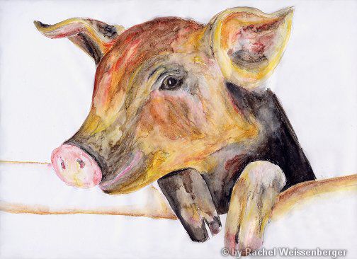 Pig, Watercolour pencils on paper,