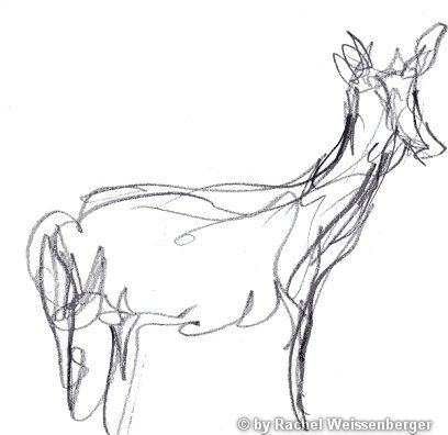 Deer, Pencil sketch on paper,
