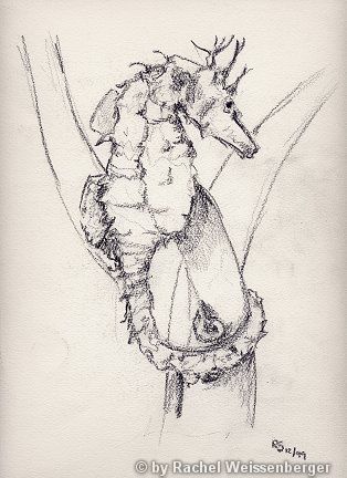 Seahorse, Pencil on paper,