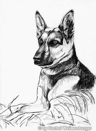 Schäferhund, Bleistift auf Papier,