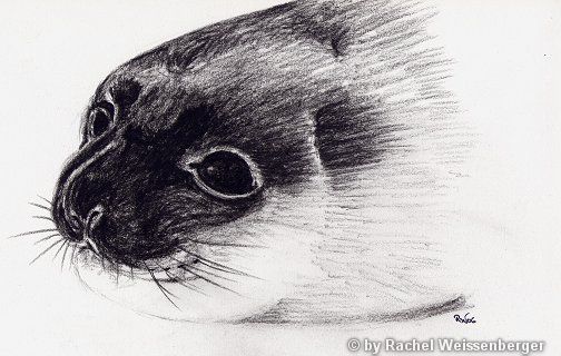 Seal, Carbon pencils on paper,