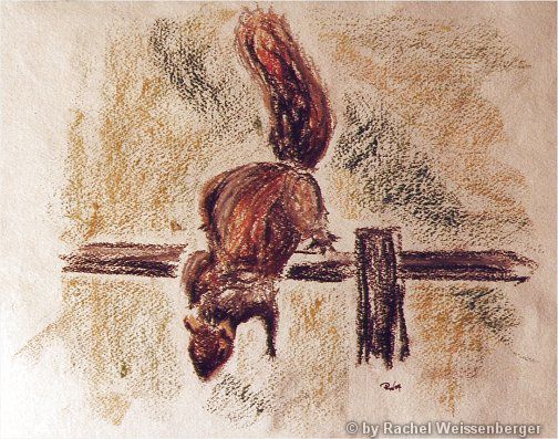 Grey squirrel, Pastels on hand-made paper,