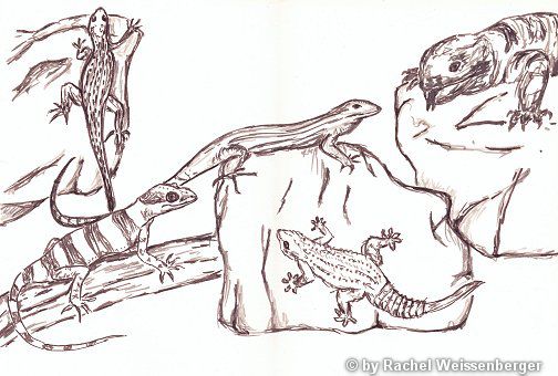 Lizards, Ink pen on paper,