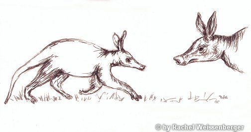 Aardvark, Ink pen on paper,