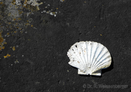 Shell, Isle of Gigha, Scotland<br>