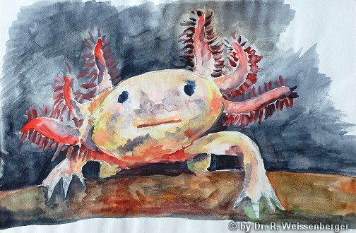 Axolotl, Watercolour on paper,