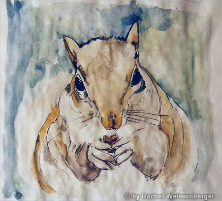 Grey squirrel, Pencil, watercolour and ink on paper,