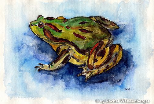 Frog, Watercolour with ink on paper,