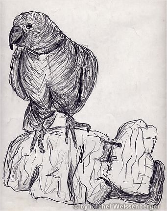 Parrot, Pencil on paper,