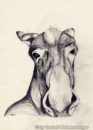 Donkey I, Pencil on hand-made paper,