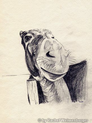 Donkey II, Pencil on hand-made paper,