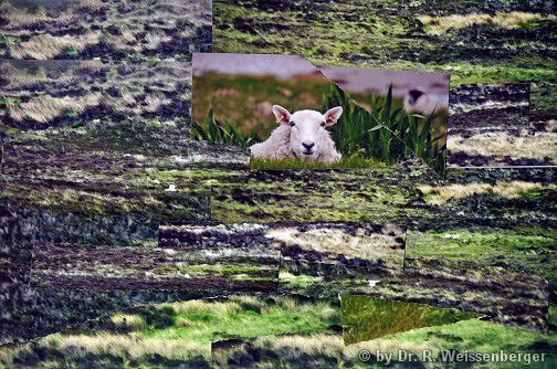Schaf auf Wiese, Collage auf Malplatte,