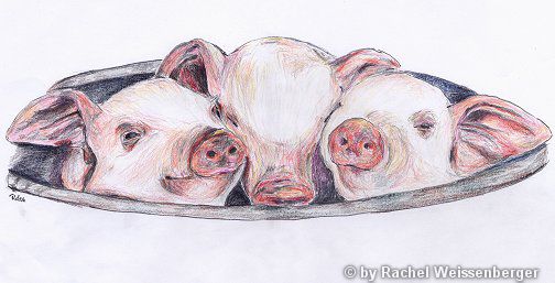 Pigs, Coloured pencil on board,
