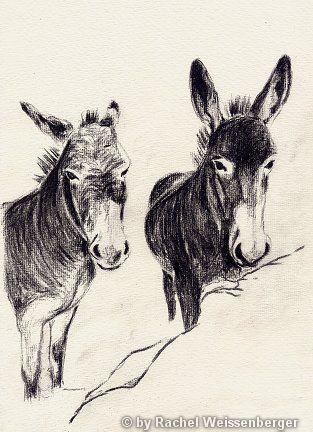 Donkey, Carbon pencils on hand-made paper,