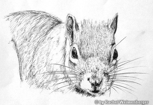 Grey squirrel, Carbon pencils on paper,