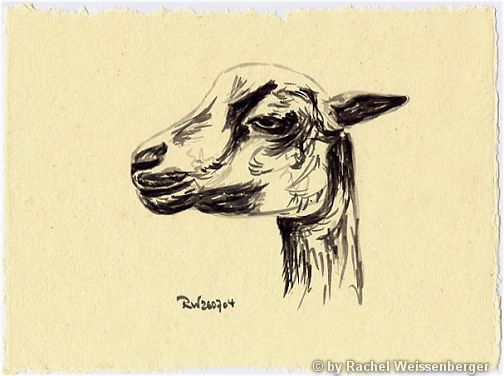 Goat, Ink pencils on hand-made paper,