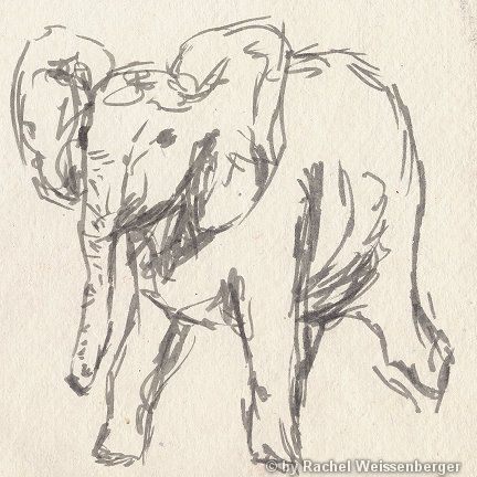Elefant, Tuschestift auf Büttenpapier,