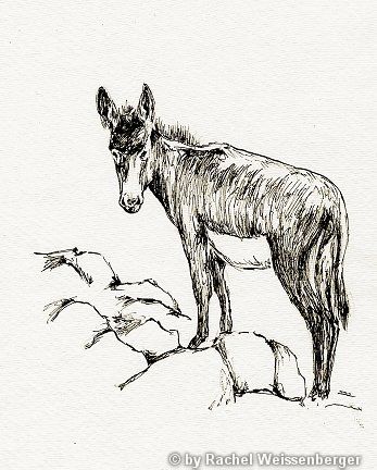 Donkey II, Ink on hand-made paper,