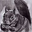 Grey squirrel II